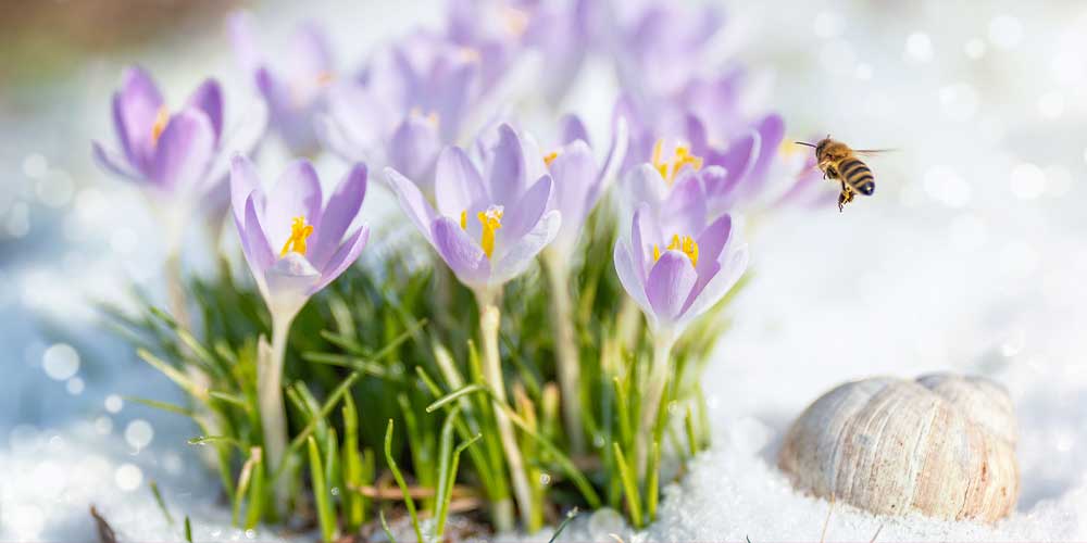 Erfolgreich in den Frühling starten – Mit maßgeschneiderten Werbeaktionen von IPRO